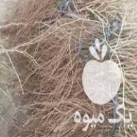 فروش نهال دوساله انگور ایرانی وخارجی در زنجان در گروه خرید و فروش انگور در یکمیوه