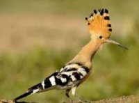 آگهی مشابه خریدار هدهد در تبریز در گروه حیوانات خانگی در یکمیوه