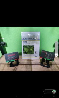 بذر هندوانه در گروه خرید و فروش بذر هندوانه در یکمیوه