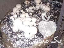 فروش عمده قارچ خوراکی در گروه خرید و فروش قارچ در یکمیوه -عکس1