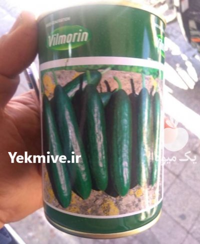 بذر خیار ویلمورین در ابهر در گروه خرید و فروش بذر خیار در یکمیوه -عکس1