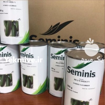 بذر خیار سلطان در گروه خرید و فروش بذر خیار در یکمیوه -عکس1