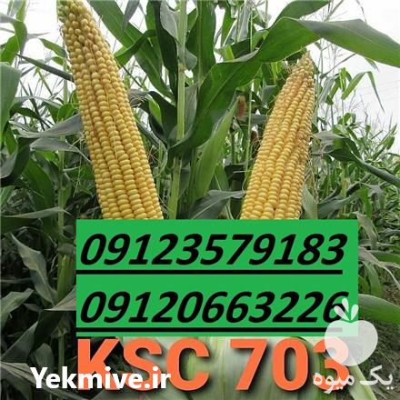 قیمت خرید بذر ذرت دانه ای در گروه خرید و فروش بذر ذرت در یکمیوه -عکس1