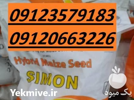 فروش بذر ذرت سیمون SIMON در تهران در گروه خرید و فروش بذر ذرت در یکمیوه -عکس1