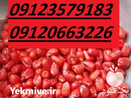 فروش عمده بذر ذرت در تهران در گروه خرید و فروش بذر ذرت در یکمیوه -عکس1