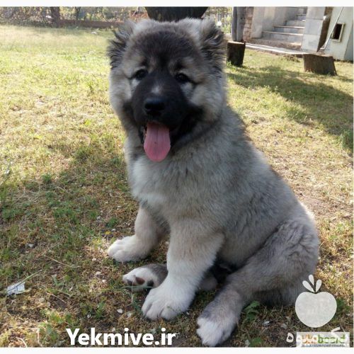 خرید و فروش قفقاز توله و بالغ نر و ماده با نژاد در گروه سگ و گربه در یکمیوه -عکس1