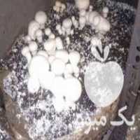 فروش عمده قارچ خوراکی در گروه خرید و فروش قارچ در یکمیوه