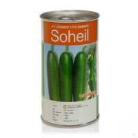 بذر خیار سهیل در خوزستان در گروه خرید و فروش بذر خیار در یکمیوه