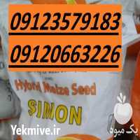 فروش بذر ذرت سیمون SIMON در تهران در گروه خرید و فروش بذر ذرت در یکمیوه