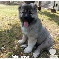 خرید و فروش قفقاز توله و بالغ نر و ماده با نژاد در گروه سگ و گربه در یکمیوه