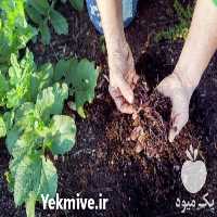 قیمت خرید ویژه کود ورمی کمپوست در گروه خرید و فروش کود کمپوست در یکمیوه