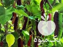 قیمت خرید نهالستان فرانهال در قزوین در گروه خرید و فروش نهالستان در یکمیوه -عکس1