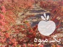 قیمت خرید زرشک زعفران عناب حبه عناب آب زرشک برگه زردآلو گردو بادام در بیرجند در گروه خرید و فروش زعفران در یکمیوه -عکس1