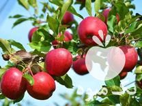 قیمت خرید سراسری نهال میوه گلدانی در گروه خرید و فروش نهال میوه در یکمیوه -عکس1