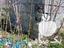 فروش ارقام نهال میوه در گروه خرید و فروش نهال میوه در یکمیوه -عکس1