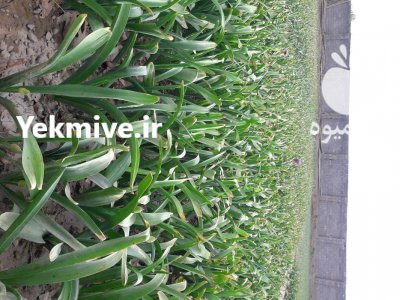 موسیر تازه در گروه خرید و فروش سیر در یکمیوه -عکس1