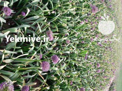 موسیر تازه در گروه خرید و فروش سیر در یکمیوه -عکس2