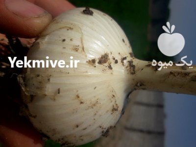 موسیر تازه در گروه خرید و فروش سیر در یکمیوه -عکس3