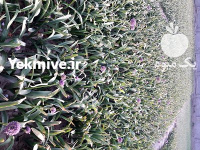 موسیر تازه در گروه خرید و فروش سیر در یکمیوه -عکس4