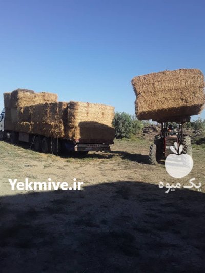 کاه کلش گندم کلش برنج در گنبد کاووس در گروه نهاده ها دام و طیور در یکمیوه -عکس1