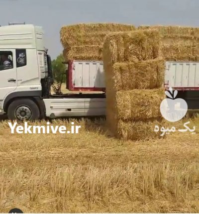 کاه کلش گندم کلش برنج در گنبد کاووس در گروه نهاده ها دام و طیور در یکمیوه -عکس3