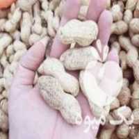 قیمت خرید بذر بادام زمینی در گروه خرید و فروش بذر بادام در یکمیوه