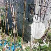 فروش ارقام نهال میوه در گروه خرید و فروش نهال میوه در یکمیوه