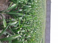 موسیر تازه در گروه خرید و فروش سیر در یکمیوه