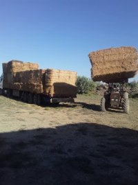 کاه کلش گندم کلش برنج در گنبد کاووس در گروه نهاده ها دام و طیور در یکمیوه