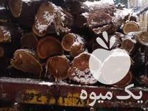 قیمت خرید چوب سنجد اسلب کالباسی تنه درخت روستیک در گروه خرید و فروش انواع چوب در یکمیوه -عکس1