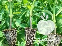 فروش انواع نشا صیفی‌جات در تاکستان در گروه خرید و فروش نشا در یکمیوه -عکس1