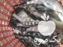 فروش بچه ماهی و خوراک در گروه خرید و فروش بچه ماهی در یکمیوه -عکس1