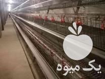 خریدار قفس مرغ تخمگذار و کلیه لوازم مرغداری گوشتی و تخمی در تهران در گروه تجهیزات مرغداری در یکمیوه -عکس1