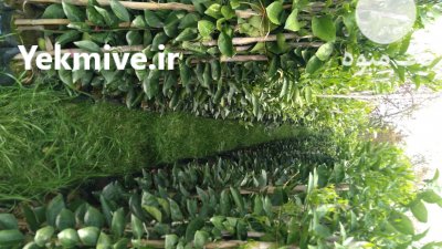 فروش نهال باغی تضمینی در گروه خرید و فروش نهال در یکمیوه -عکس1