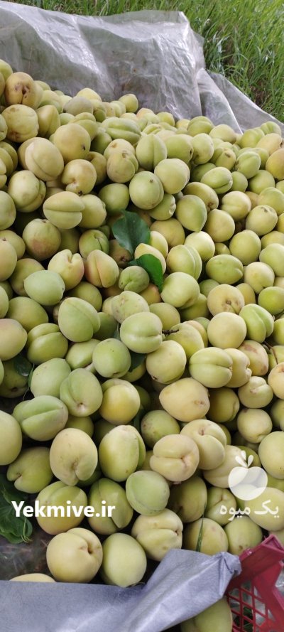 اجاره میوه سر درختی در شهریار در گروه خرید و فروش محصولات باغبانی در یکمیوه -عکس1