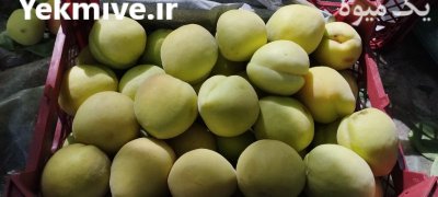 اجاره میوه سر درختی در شهریار در گروه خرید و فروش محصولات باغبانی در یکمیوه -عکس2