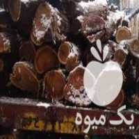 قیمت خرید چوب سنجد اسلب کالباسی تنه درخت روستیک در گروه خرید و فروش انواع چوب در یکمیوه