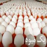 فروش عرضه مستقیم تخم مرغ از مرغداری زیر قیمت همه جا در خراسان رضوی در گروه انواع تخم ها در یکمیوه