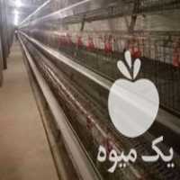 خریدار قفس مرغ تخمگذار و کلیه لوازم مرغداری گوشتی و تخمی در تهران در گروه تجهیزات مرغداری در یکمیوه
