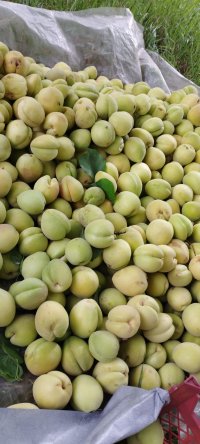 اجاره میوه سر درختی در شهریار در گروه خرید و فروش محصولات باغبانی در یکمیوه