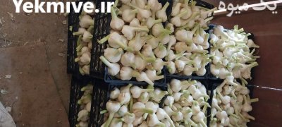 سیر همدان در گروه خرید و فروش سیر در یکمیوه -عکس1