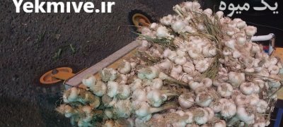 سیر همدان در گروه خرید و فروش سیر در یکمیوه -عکس2