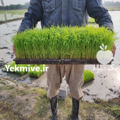 نشا برنج طارم بینام نشا بهنام در بابل  در گروه خرید و فروش نشا در یکمیوه -عکس1
