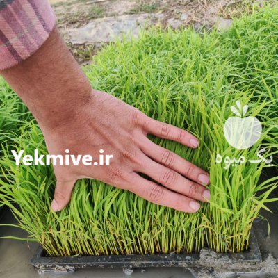 نشا برنج طارم بینام نشا بهنام در بابل  در گروه خرید و فروش نشا در یکمیوه -عکس2