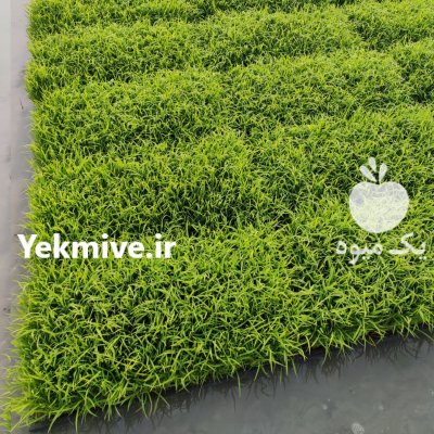 نشا برنج طارم بینام نشا بهنام در بابل  در گروه خرید و فروش نشا در یکمیوه -عکس3