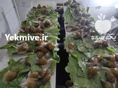 موسسه حلزون سرا مشاور فنی شما در تبریز در گروه حیوانات خانگی در یکمیوه -عکس2