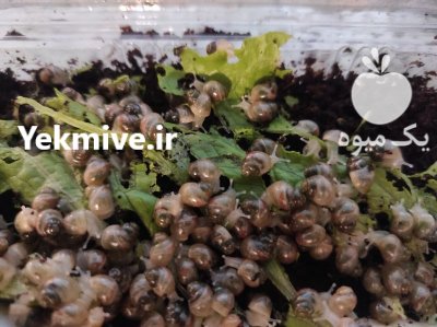 موسسه حلزون سرا مشاور فنی شما در تبریز در گروه حیوانات خانگی در یکمیوه -عکس3