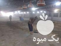 خرید و فروش کودمرغ و کود گاو در شیراز در گروه خرید و فروش کود گاوی در یکمیوه -عکس1