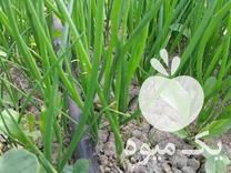 فروش نشا پیاز طلایی در گروه خرید و فروش نشا در یکمیوه -عکس1