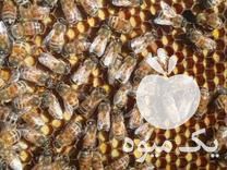 فروش 100 عدد کلنی فول زنبور عسل در گروه خرید و فروش زنبورعسل در یکمیوه -عکس1